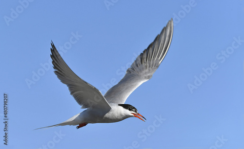 Adult common tern with open beak in flight on the blue sky background. Scientific name: Sterna hirundo. Ladoga Lake. Russia.