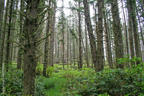 Fototapeta Naklejka Na Ścianę i Meble -  Moss Covered Forest