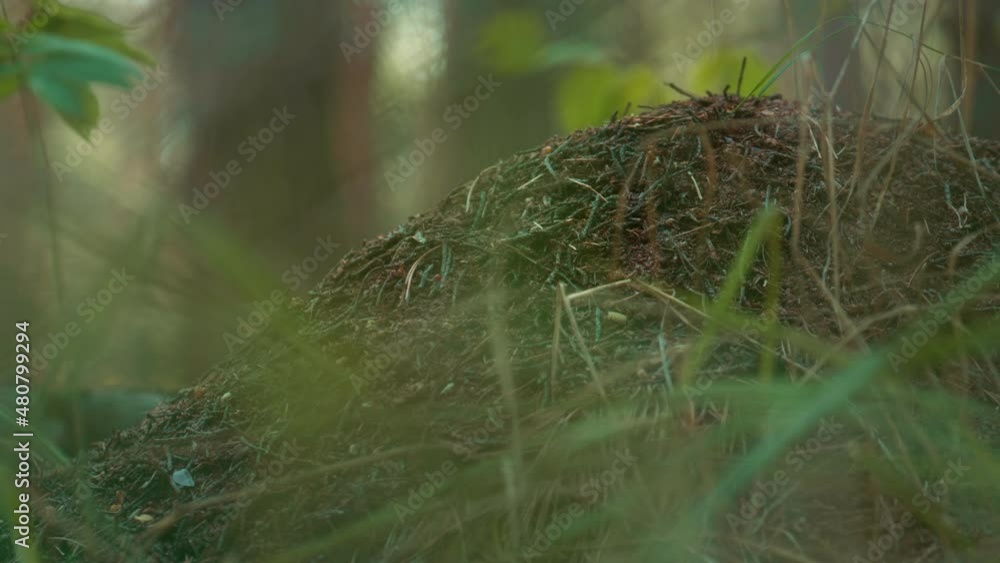 Wild forest ant nest in meditative green ground meadow grass in countryside. Wild forest ant nest in meditative green ground meadow grass in countryside.