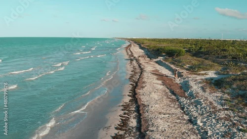 paradisiacal beach in the caribbean sea taken by sargasso seaweed. Bird view. High quality 4k footage