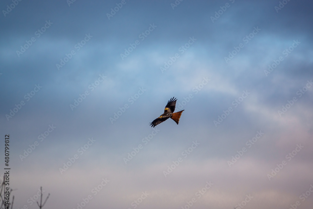 Obraz premium a red kite (Milvus milvus) soaring with wings fully extended under a blue cloudy winter UK sky