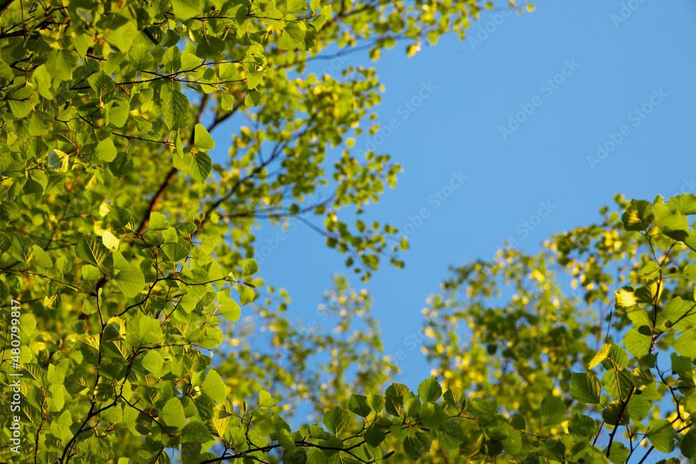 Fototapeta premium ..green leaves and blue sky, view from the bottom up