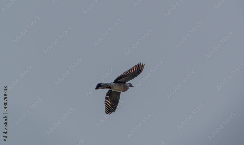 Obraz premium common wood pigeon (Columba palumbus) in flight under a winter sky 