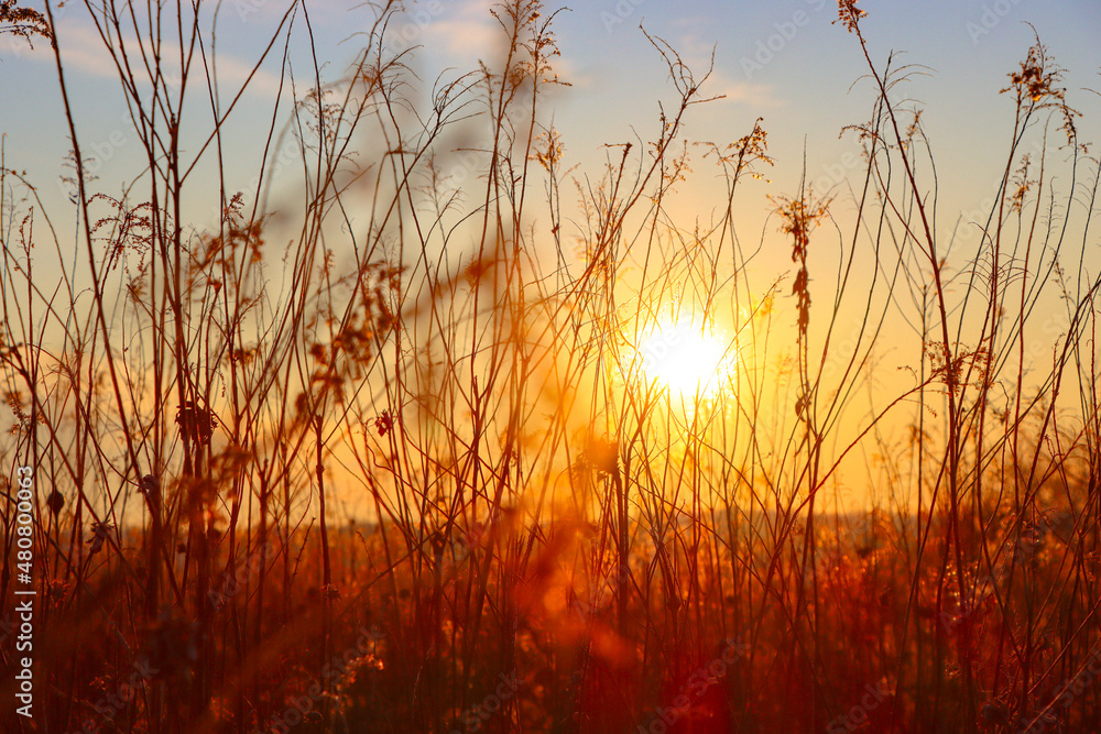sunset in the grass sunset in the grass