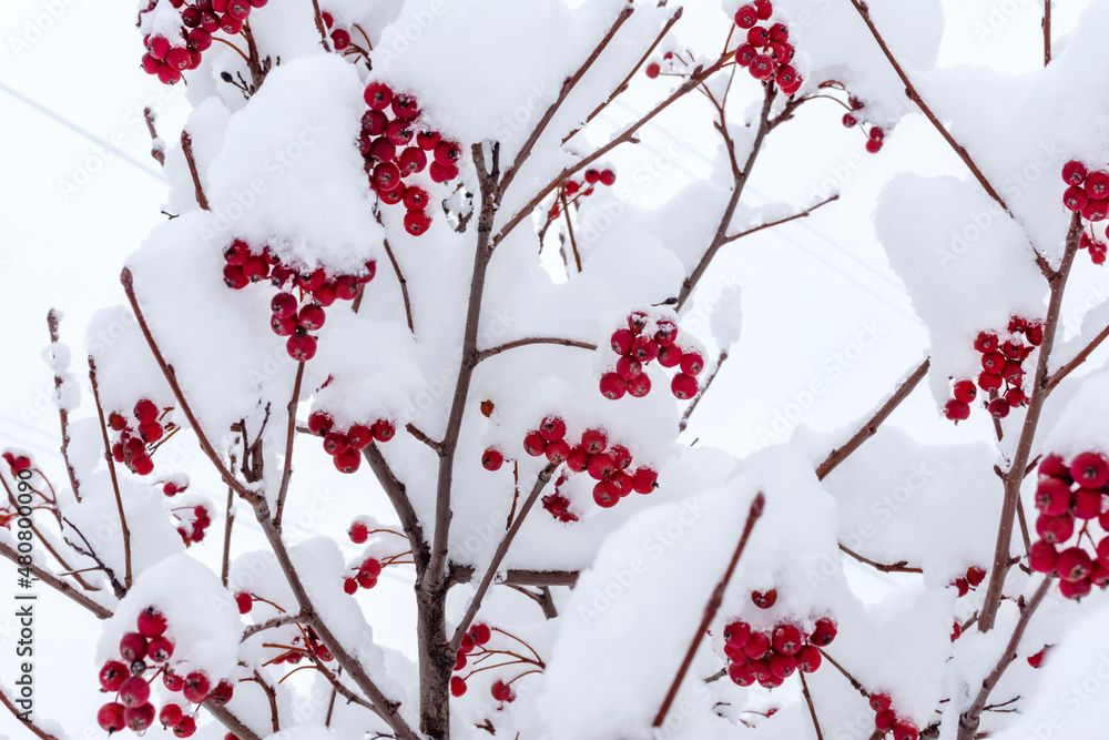 winter red rowan berries after snowfall under snow winter red rowan berries after snowfall under snow