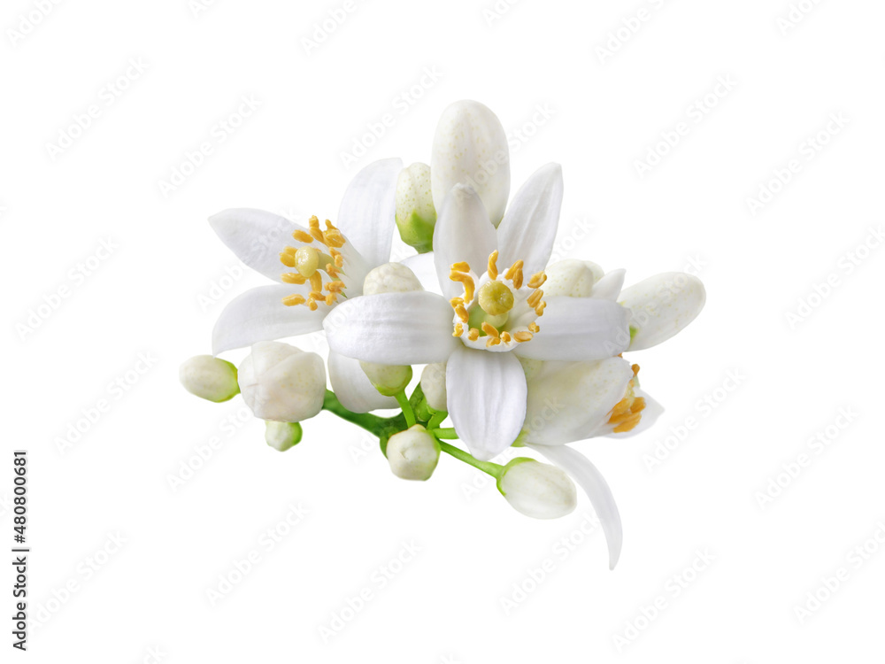 Orange tree white flowers and buds bunch isolated on white