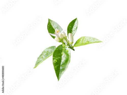 Neroli white flowers branch with rain drops isolated on white