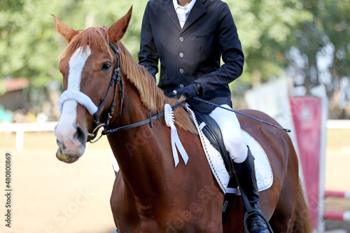 Horse jumping contest. Equestrian sports. Horsegirl sitting in saddle