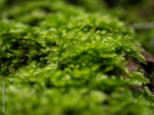Moss on the bark of a tree close-up.