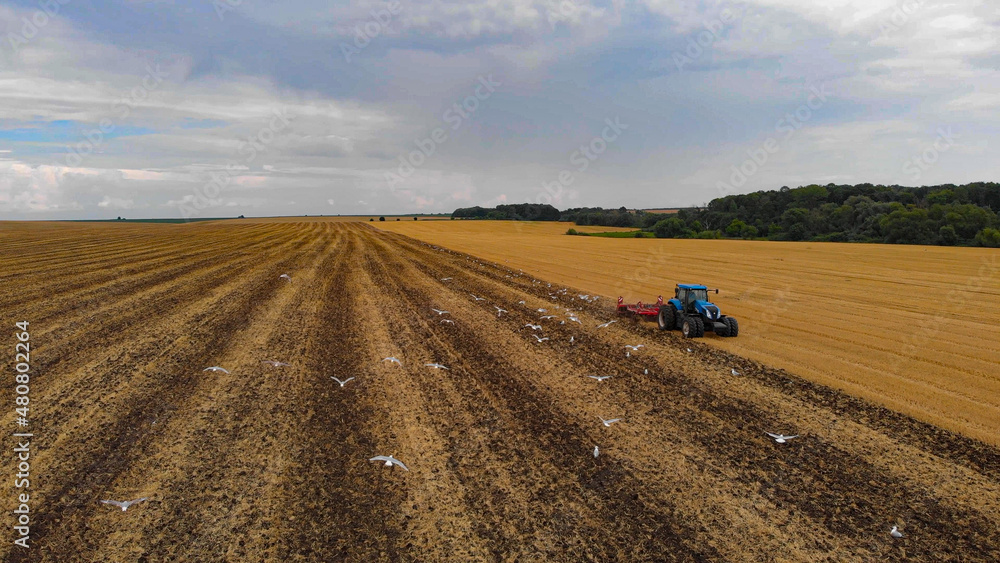 Fototapeta premium Aerial drone view of white storks feeding on plowed by tractor agricultural field.
