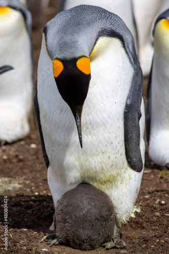 King Penguin keeping newborn baby chick warm at Volunteer Point, Falkland Islands