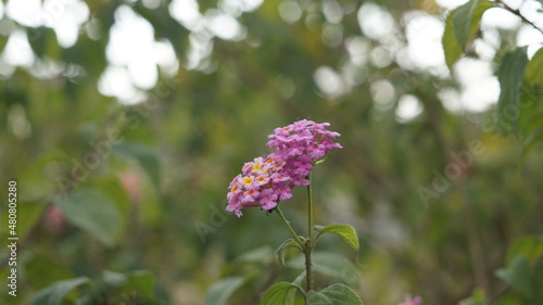 Closeup view of Rose colour Lantana camara flower photo