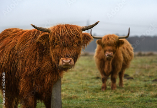 Long-haired Scottish highland cattle in the field photo