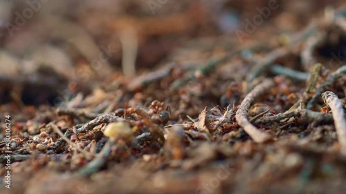 Forest ant inscets searching for food in autumn season macro view woodland. photo