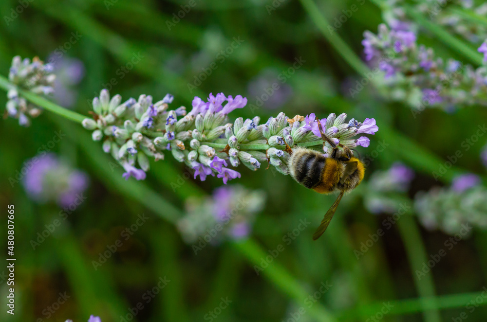 a sprong bumblebee collects pollen on a lavender flower a sprong bumblebee collects pollen on a lavender flower