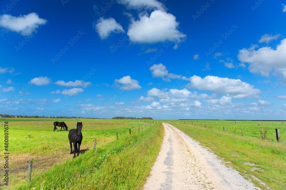 Horse in landscape at Wadden island Terschelling Horse in landscape at Wadden island Terschelling