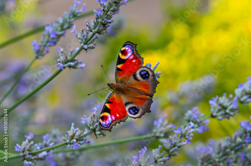 butterfly on lavender blossom in early spring