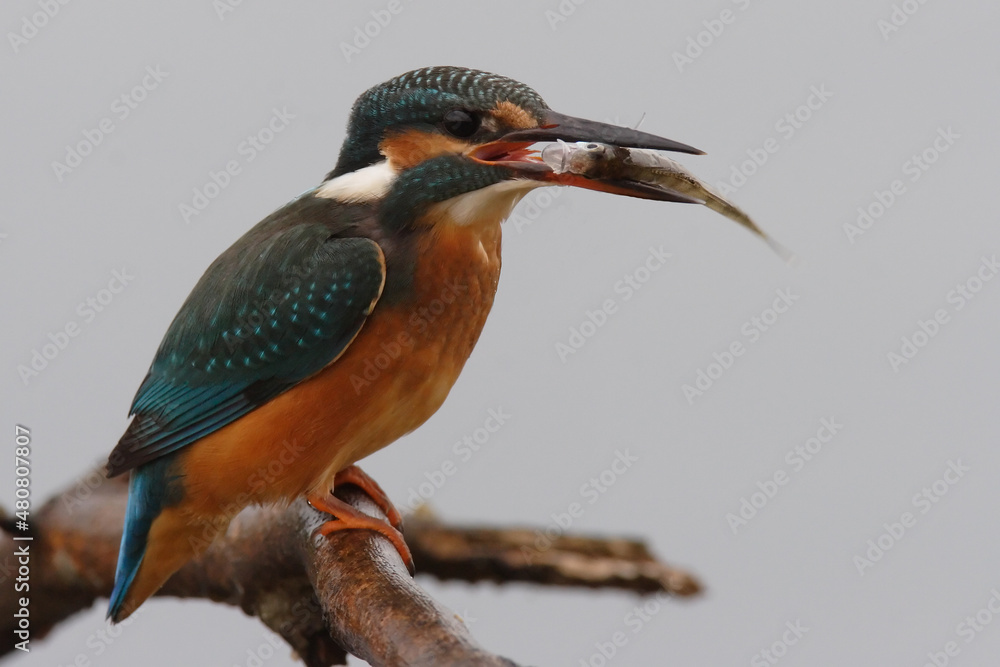 Fototapeta premium Kingfisher with a fish in its mouth