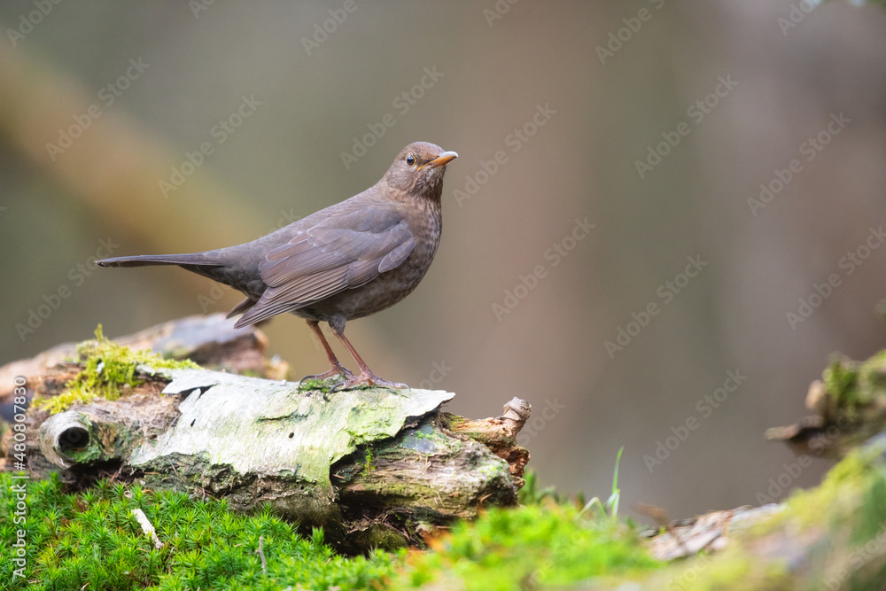 Obraz premium Female blackbird in nature