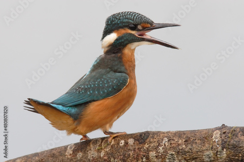 Canvastavla Kingfisher with an open beak sits on a branch above Lake Neuchâtel