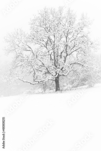 Oak tree snowy foggy winter morning