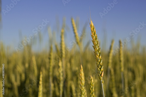 golden wheat ear in summer field with blue sky