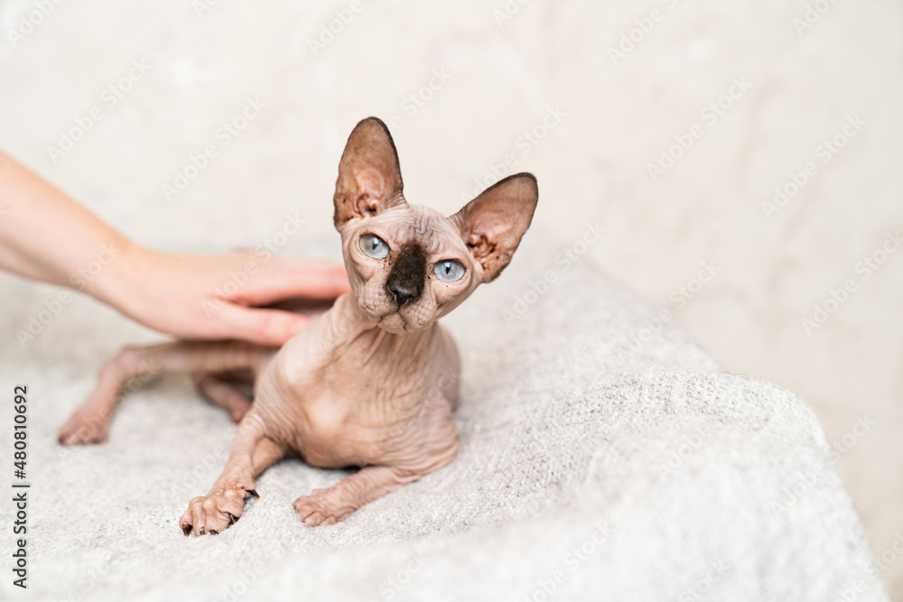 hand strokes a Canadian Sphynx. cat breed without hair. hypoallergenic pet. Stock Photo | Adobe Stock hand strokes a Canadian Sphynx. cat breed without hair. hypoallergenic pet. Stock Photo | Adobe Stock