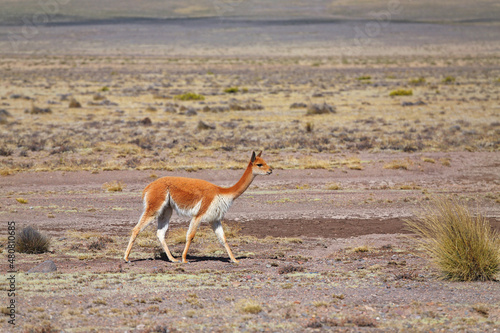 Vicugna (Vicuña),  Perú, América del Sur photo