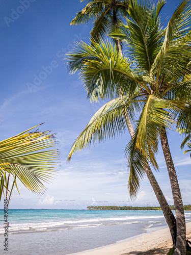 Caribbean beach with palm trees in Dominican Republic