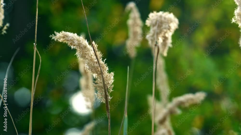 Grass spikelet growth in field. Charming beauty of forest defocused grass. Grass spikelet growth in field. Charming beauty of forest defocused grass.