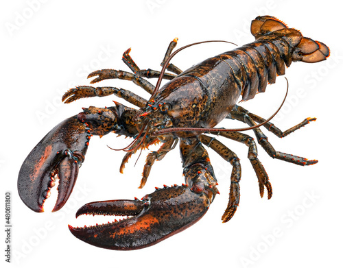Fresh raw lobster isolated on white background