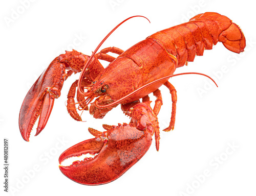 Cooked lobster isolated on white background