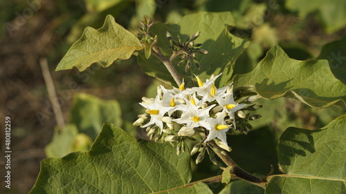 Flower from plant Solanum torvum also known as Pea eggplant, Platebrush, Turkeyberry, Susumber etc photo