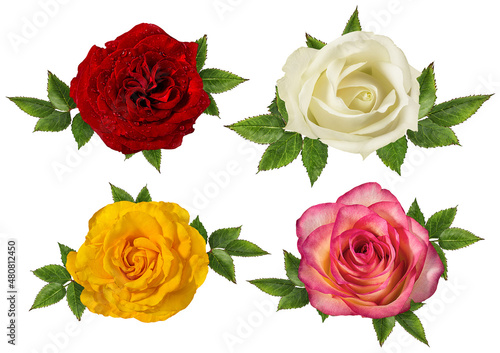 Four different rose s  bloom isolated on white background with clipping path