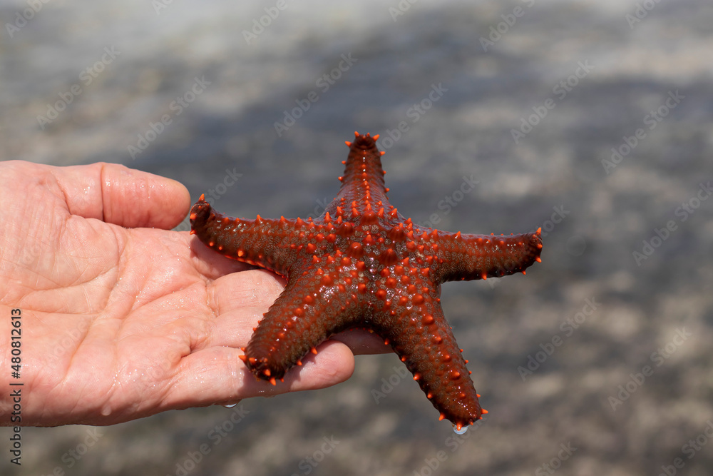 Man's hand holds a live, beautiful and bright starfish in his hands. Starfish pulled from the ocean during a low tide Man's hand holds a live, beautiful and bright starfish in his hands. Starfish pulled from the ocean during a low tide
