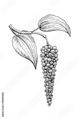 Black pepper plant vector. Peppercorn vintage illustration. Spice sketch. Line black pepper planr with leaf and seed. Hand drawn botanical art. Isolated on white background. Etching food pattern