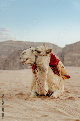 Camello en Wadi Rum, Jordania