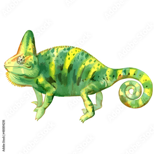 Vector watercolor illustration of chameleon. © Viktoria