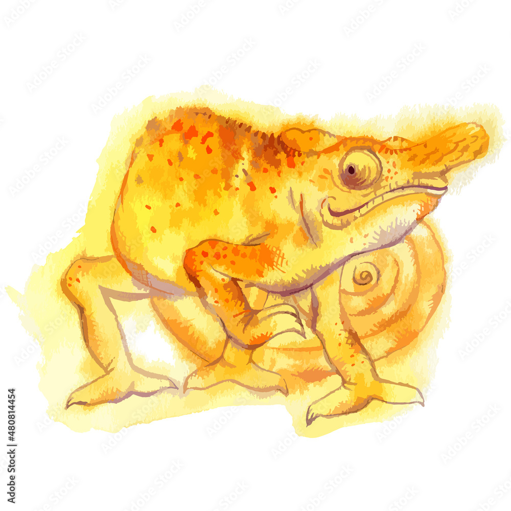 Fototapeta premium Vector watercolor illustration of chameleon.