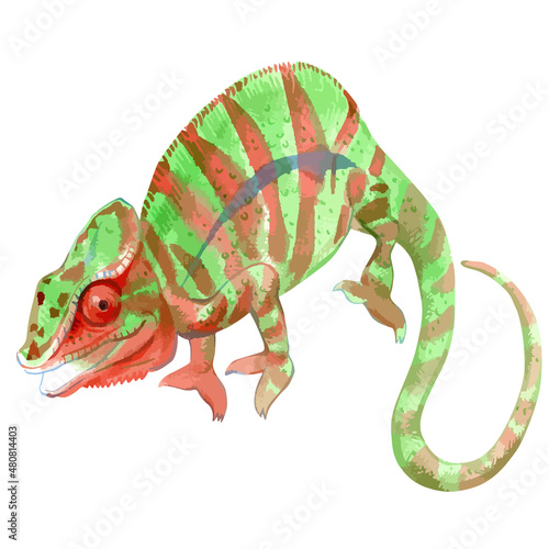Vector watercolor illustration of chameleon.