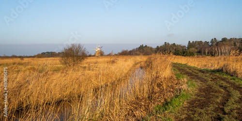 Golden reeds along the Public footpath beside a drainage dyke beside the River Ant  Norfolk Broads with selective focus