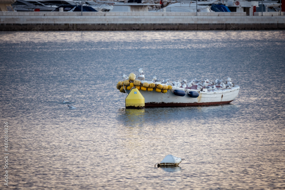 Obraz premium Flock of seagulls resting on the old, anchored fishing boat for the night