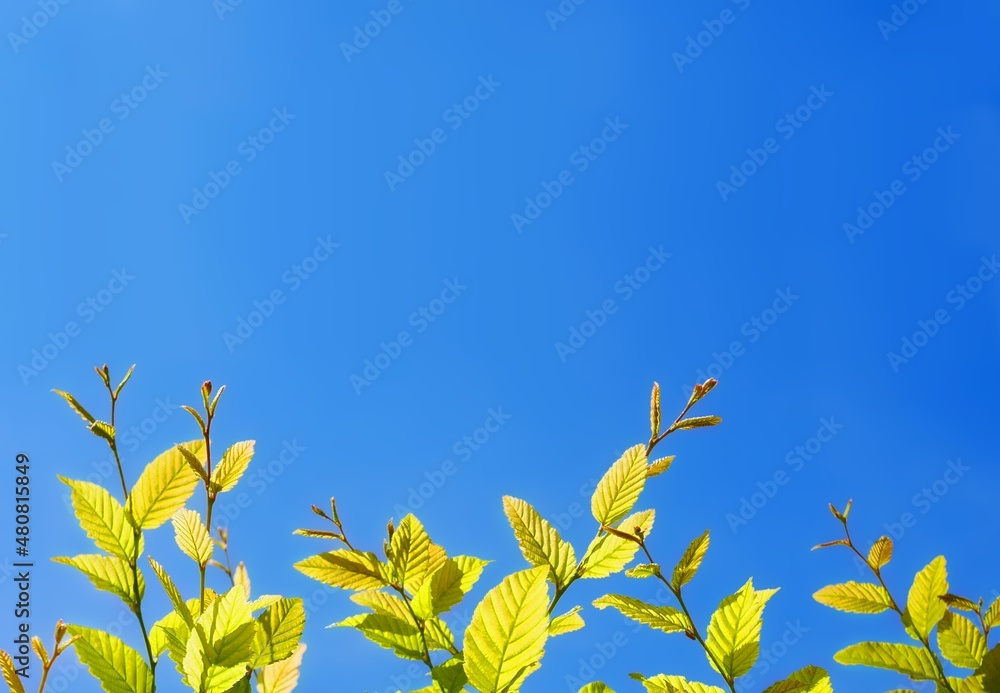 Obraz premium 青空と芽吹く草木