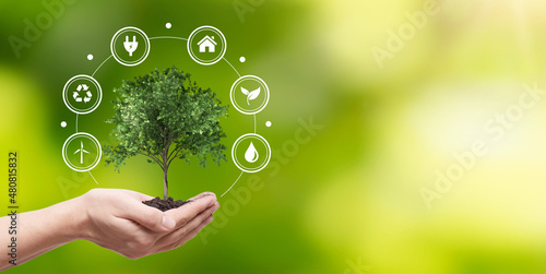 Hand holding tree. Save nature, ecology concept © Proxima Studio