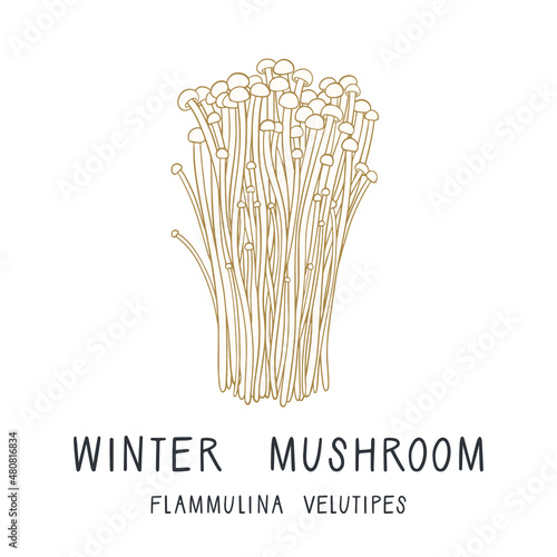 Vector illustration of a winter mushroom (Enokitake) isolated on white background. Flammulina velutipes. Forest edible fungi. Liquid culture. 