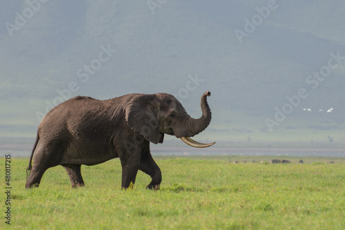 Posing elephant