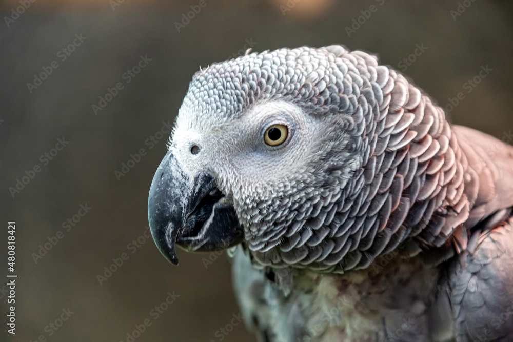 Fototapeta premium オウム目インコ科ヨオムの頭部アップ