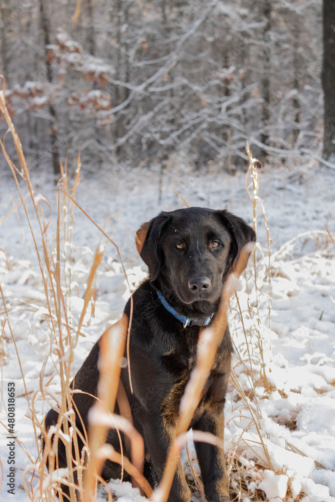 portrait of a dog