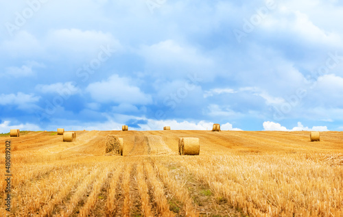 Bales of hay in a mowed wheat field. Beautiful nature landscape with blue sky and clouds. 