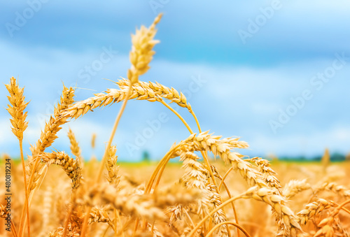 Ripe ears of wheat in a field close-up against the sky.